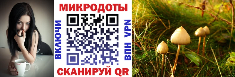 наркошоп  Щигры  Псилоцибиновые грибы Psilocybe 